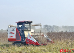 机收芝麻 高产高效